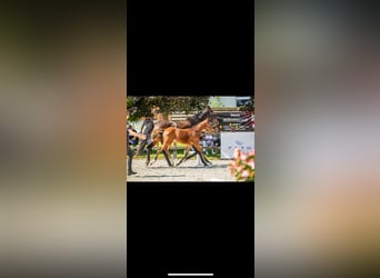 Polish Halfbred, Mare, Foal (05/2025), 16,1 hh, Brown