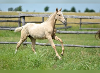 Polish Halfbred, Mare, , 16,1 hh, Palomino