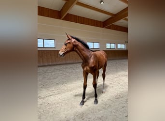 Polish Halfbred, Mare, Foal (03/2024), Bay