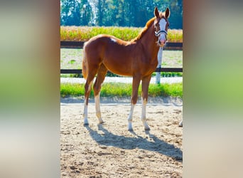 Polish Halfbred, Mare, Foal (04/2024), Chestnut-Red