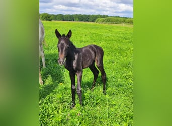 Polish Halfbred, Mare, Foal (07/2025)