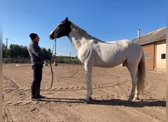 Polish Halfbred, Stallion, 10 years, 17 hh, Pinto