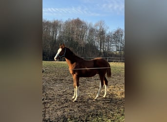 Polish Halfbred, Stallion, 1 year, 13,2 hh, Chestnut-Red