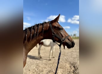 Polish Halfbred, Stallion, 1 year, 14,2 hh, Bay-Dark