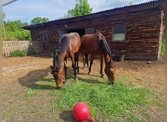 Polish Halfbred, Stallion, 1 year, 14,2 hh, Bay-Dark