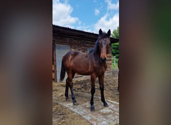 Polish Halfbred, Stallion, 1 year, 14,2 hh, Bay-Dark