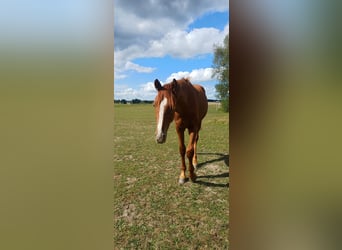 Polish Halfbred Mix, Stallion, 1 year, 14,2 hh, Grey-Red-Tan