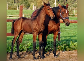 Polish Halfbred, Stallion, 1 year, 16.2 hh, Bay-Dark