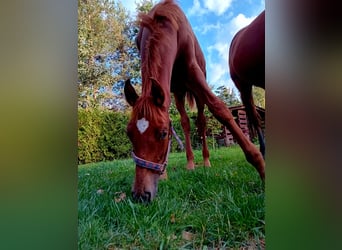 Polish Halfbred, Stallion, 1 year, 16,2 hh, Chestnut-Red