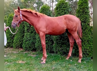 Polish Halfbred, Stallion, 1 year, 16,2 hh, Chestnut-Red