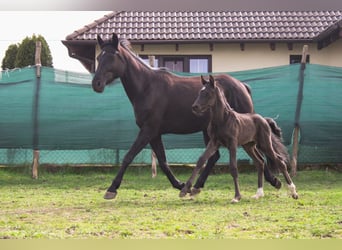 Polish Halfbred, Stallion, 1 year, 16,3 hh, Black