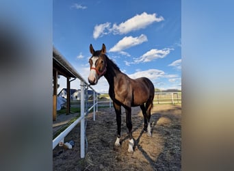 Polish Halfbred, Stallion, 1 year, 16 hh, Brown