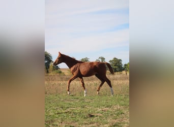 Polish Halfbred, Stallion, 1 year, 16 hh, Chestnut-Red