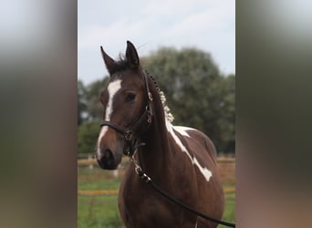 Polish Halfbred, Stallion, 1 year, 16 hh, Pinto
