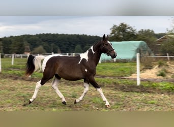 Polish Halfbred, Stallion, 1 year, 16 hh, Pinto