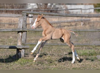Polish Halfbred, Stallion, 1 year, 16,1 hh, Palomino