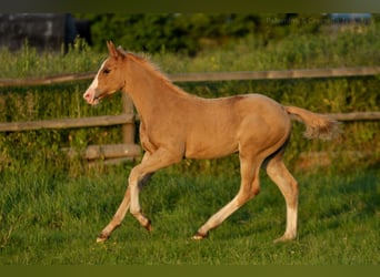 Polish Halfbred, Stallion, 1 year, 16,1 hh, Palomino