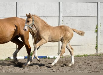 Polish Halfbred, Stallion, 1 year, 16,1 hh, Palomino