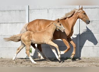 Polish Halfbred, Stallion, 1 year, 16,1 hh, Palomino