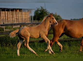 Polish Halfbred, Stallion, 1 year, 16,1 hh, Palomino