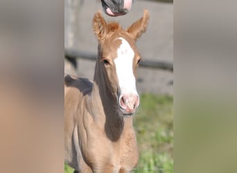 Polish Halfbred, Stallion, 1 year, 16,1 hh, Palomino