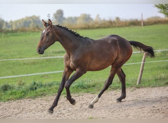 Polish Halfbred, Stallion, 1 year, 17,1 hh, Brown