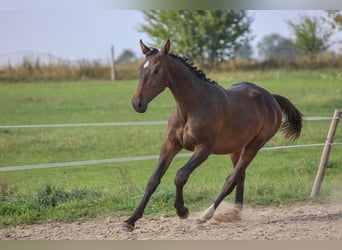 Polish Halfbred, Stallion, 1 year, 17,1 hh, Brown