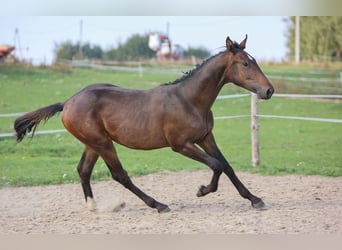 Polish Halfbred, Stallion, 1 year, 17,1 hh, Brown