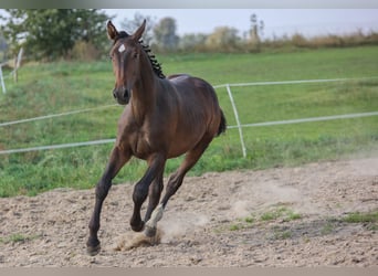 Polish Halfbred, Stallion, 1 year, 17,1 hh, Brown