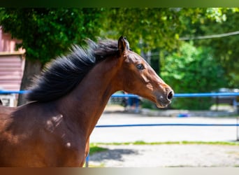 Polish Halfbred, Stallion, 1 year, 17,1 hh, Bay-Dark