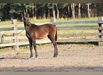 Polish Halfbred, Stallion, 1 year, Bay-Dark