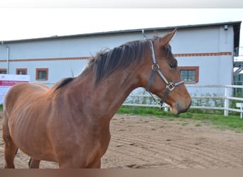 Polish Halfbred, Stallion, 1 year, Bay
