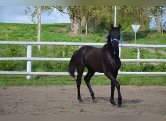 Polish Halfbred, Stallion, 1 year, Black