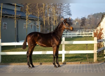 Polish Halfbred, Stallion, 1 year, Brown