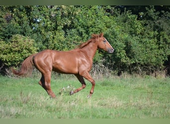 Polish Halfbred, Stallion, 2 years, 15.3 hh, Chestnut-Red