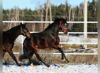Polish Halfbred, Stallion, 2 years, 16.1 hh, Bay