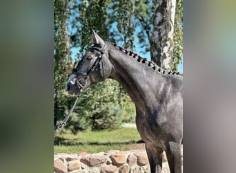 Polnisches Halbblut, Hengst, 2 Jahre, 16,2 hh, Schimmel