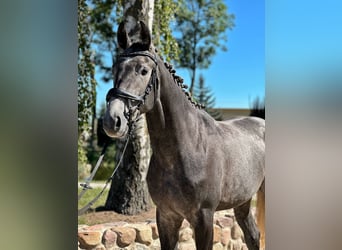 Polnisches Halbblut, Hengst, 2 Jahre, 16,2 hh, Schimmel