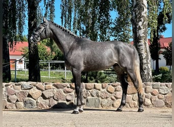 Polnisches Halbblut, Hengst, 2 Jahre, 16,2 hh, Schimmel