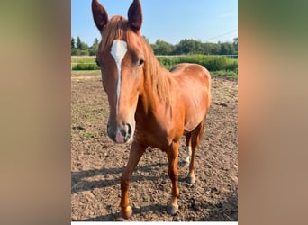 Polish Halfbred, Stallion, 2 years, 16 hh, Chestnut-Red