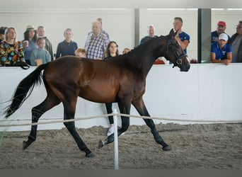 Polish Halfbred, Stallion, 2 years, Bay-Dark