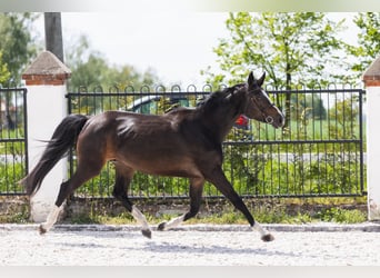 Polish Halfbred, Stallion, 2 years, Bay