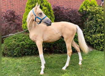 Polish Halfbred, Stallion, 2 years, Cremello