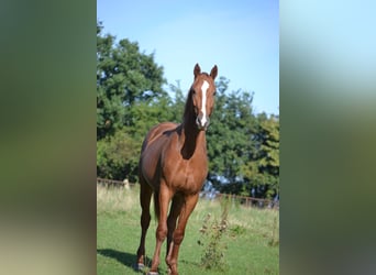 Polish Halfbred, Stallion, 3 years, 15.3 hh, Chestnut-Red