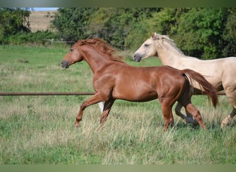 Polish Halfbred, Stallion, 3 years, 15.3 hh, Chestnut-Red