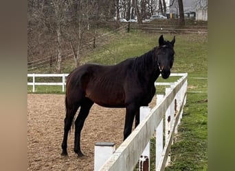 Polish Halfbred, Stallion, 3 years, 16 hh, Bay-Dark