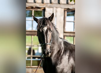 Polish Halfbred, Stallion, 3 years, 16 hh, Black