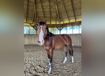 Polish Halfbred, Stallion, 3 years, 16 hh, Brown