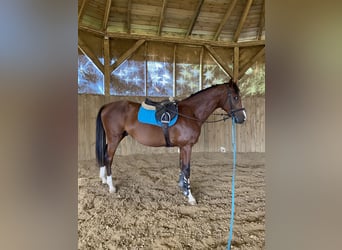 Polish Halfbred, Stallion, 3 years, 16 hh, Brown