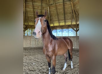 Polish Halfbred, Stallion, 3 years, 16 hh, Brown